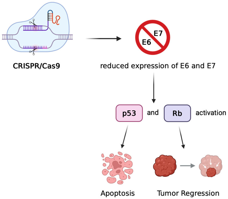 Emerging Therapeutic Strategies for HPV-Related Cancers: From Gene Editing to Precision Oncology.