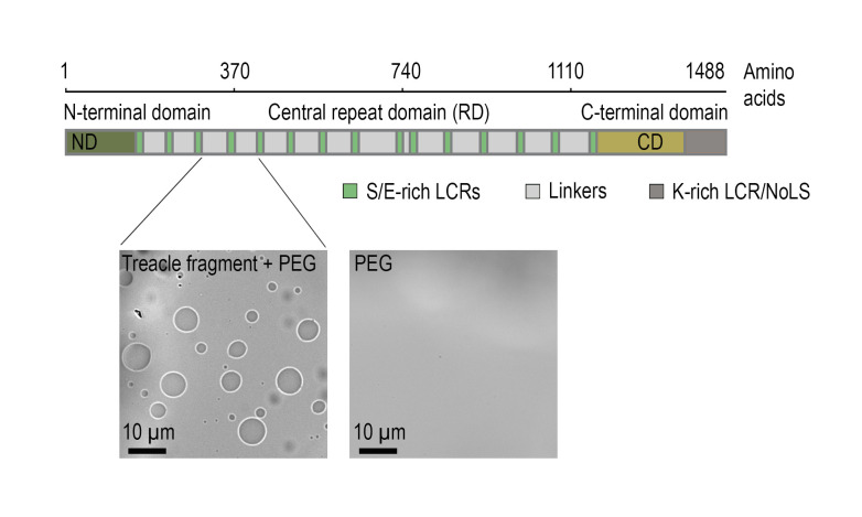 Protocol for the Preparation of a Recombinant Treacle Fragment for Liquid-Liquid Phase Separation (LLPS) Assays.