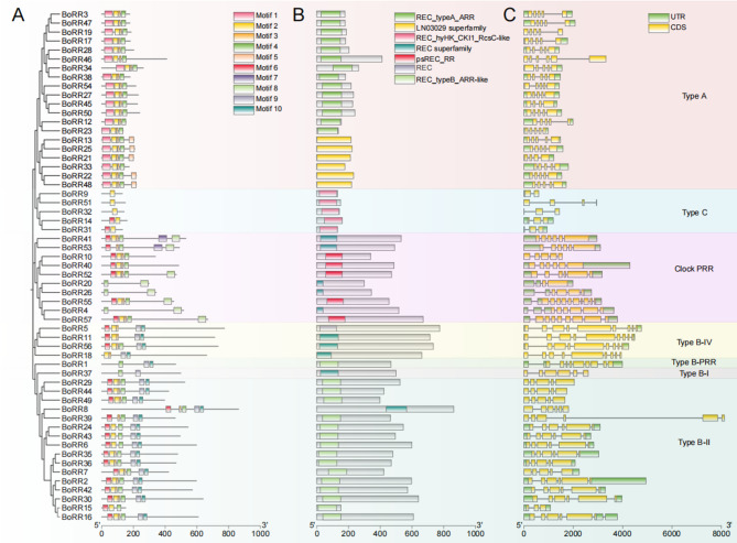 Identification of BoRR gene family in cauliflower: roles in curd development and salt tolerance.
