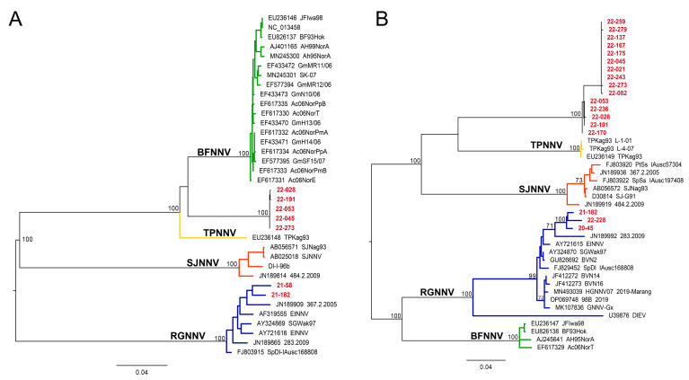 Detection and Genetic Characterization of Red-Spotted Grouper Nervous Necrosis Virus and a Novel Genotype of Nervous Necrosis Virus in Black Sea Bass from the U.S. Atlantic Coast.