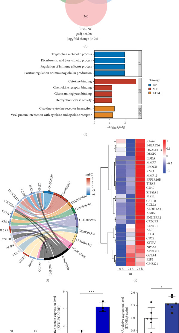 Targeting Kynureninase Attenuates Radiation-Induced Intestinal Injury via MAPK Signaling Suppression.