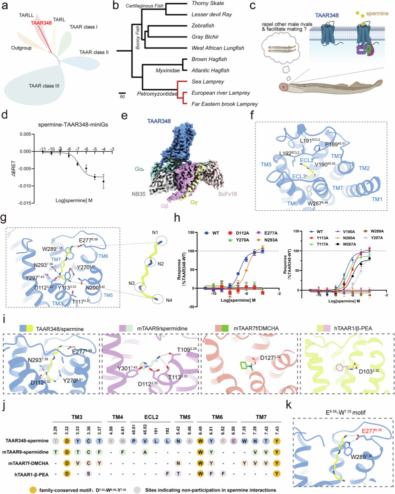Chemosensation of the pheromone spermine by the olfactory TAAR-like receptor TAAR348.