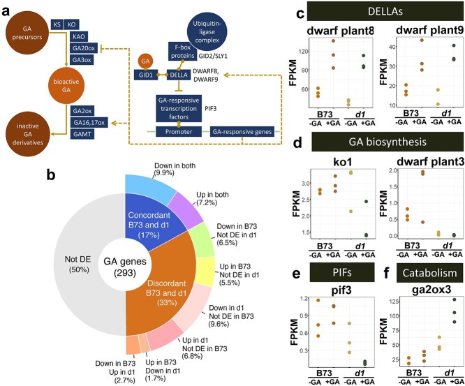 Comparing hormone dynamics in cereal crops via transient expression of hormone sensors.