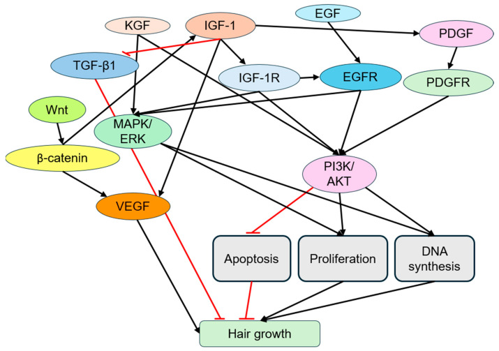 Insulin-like Growth Factor 1 (IGF-1) in Hair Regeneration: Mechanistic Pathways and Therapeutic Potential.
