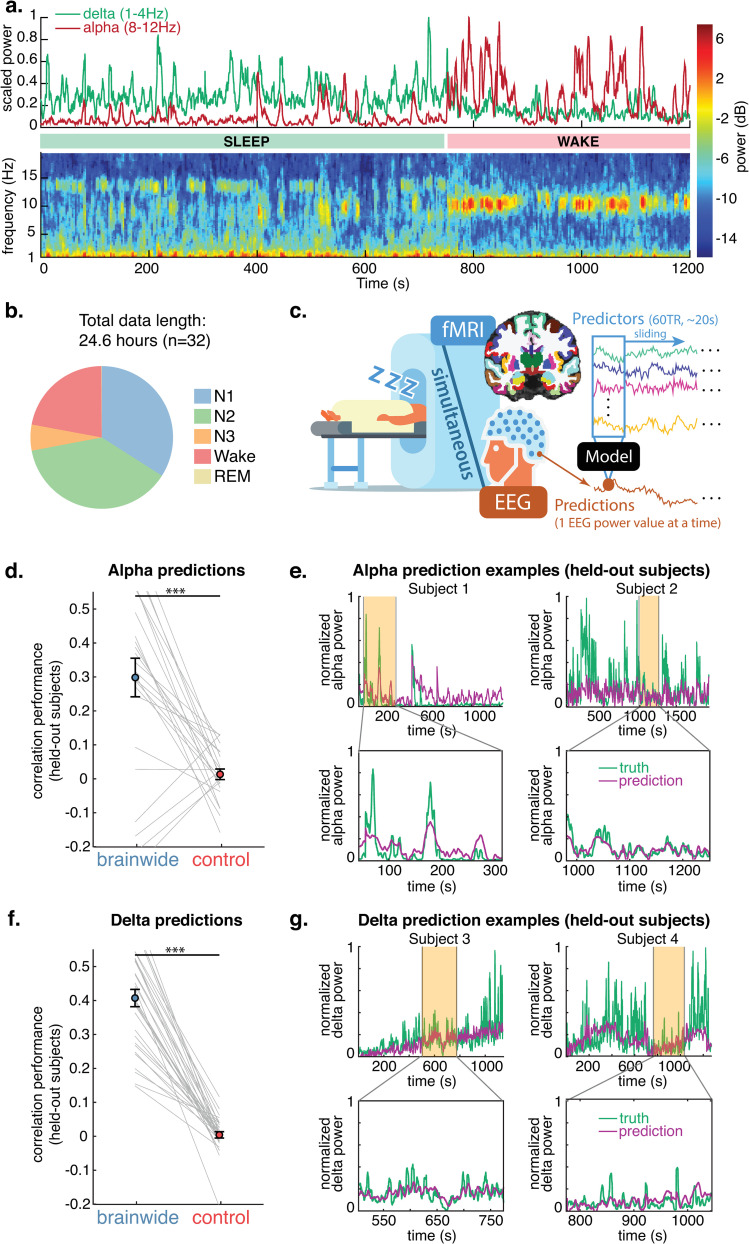 Brainwide hemodynamics predict EEG neural rhythms across sleep and wakefulness in humans.