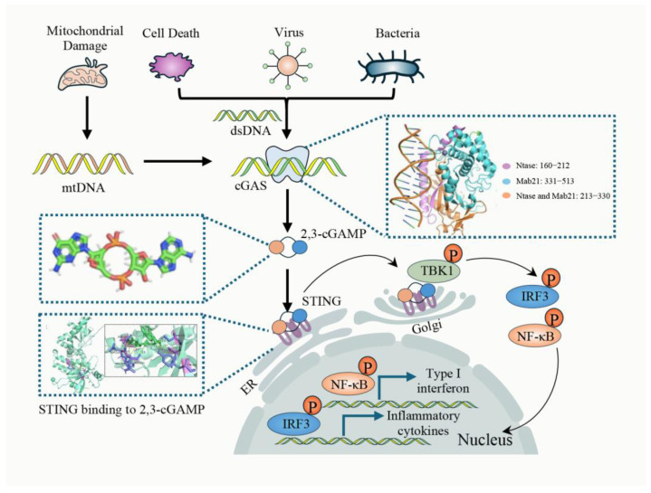 Targeting the cGAS-STING Pathway to Modulate Immune Inflammation in Diabetes and Cardiovascular Complications: Mechanisms and Therapeutic Insights.