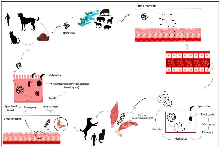 Sarcocystosis in Farm Animals in Brazil: A One-Health Approach.