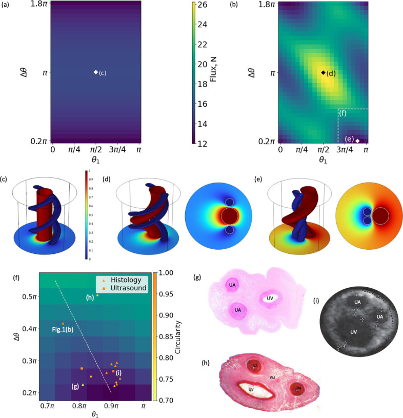 A functional shunt in the umbilical cord: the role of coiling in solute and heat transfer.