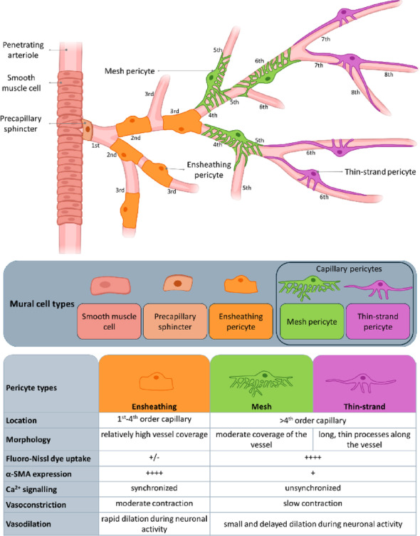 Eppur si muove: the dynamic brain pericyte.