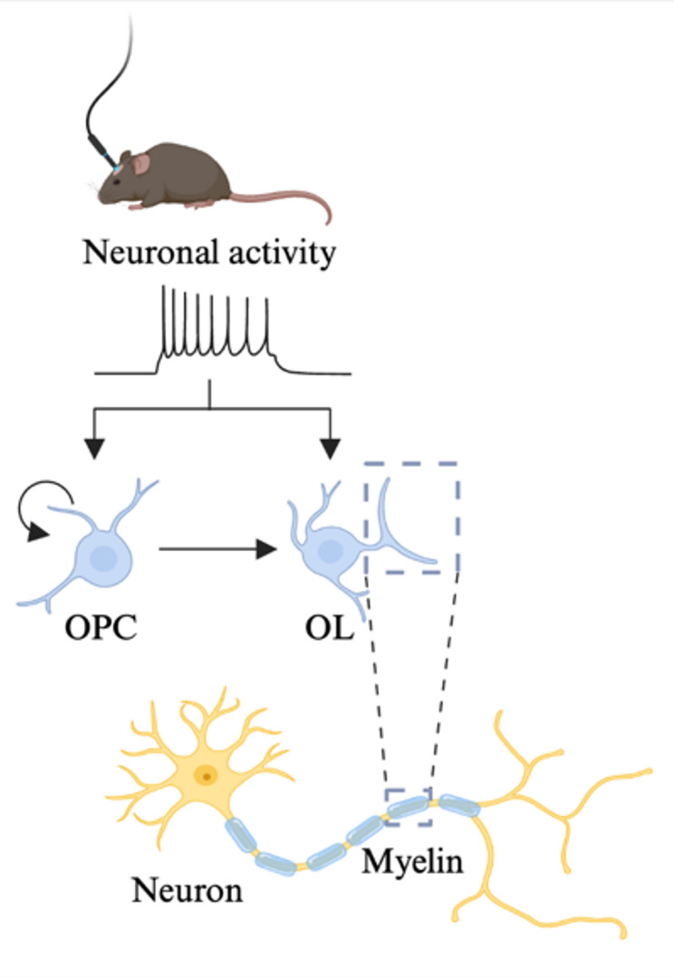 Current states in understanding oligodendroglia-mediated neurological issues in neurofibromatosis type 1 (NF1).