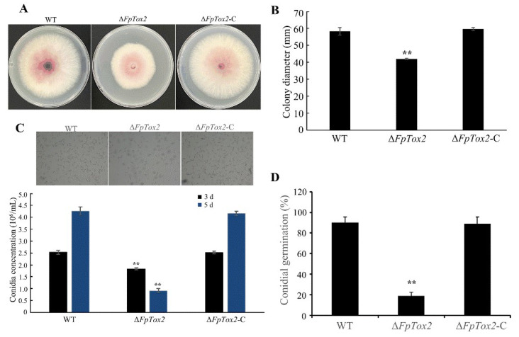 The TOX2 Gene Is Responsible for Conidiation and Full Virulence in <i>Fusarium pseudograminearum</i>.
