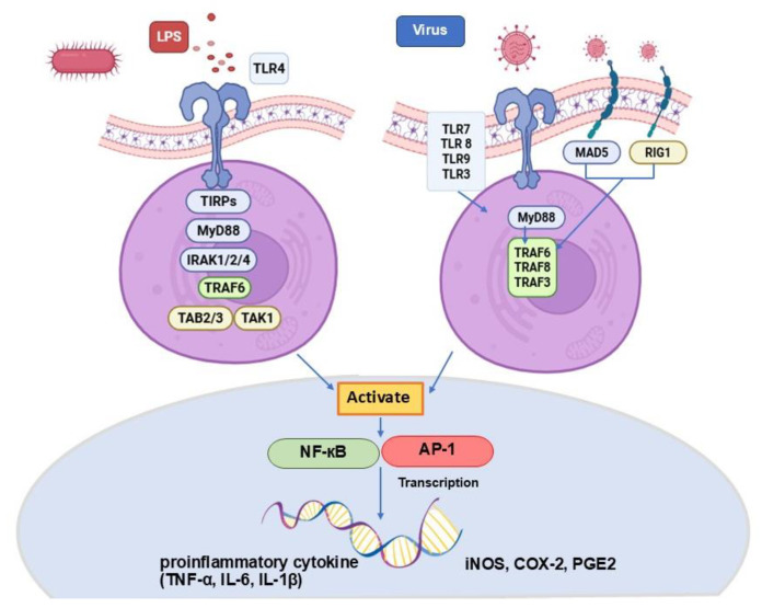 Evaluation of the Dual Antiviral and Immunomodulatory Effects of <i>Phallus indusiatus</i> in a Feline Infectious Peritonitis Model Using PBMCs.