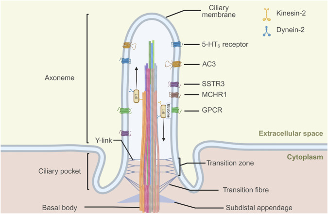 Primary cilia in the mature brain: emerging roles in Alzheimer's disease pathogenesis.