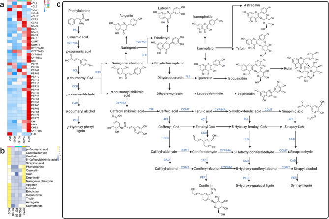 Combined transcriptomic and metabolomic analysis of the molecular mechanism of seed dormancy release in Notopterygium incisum.