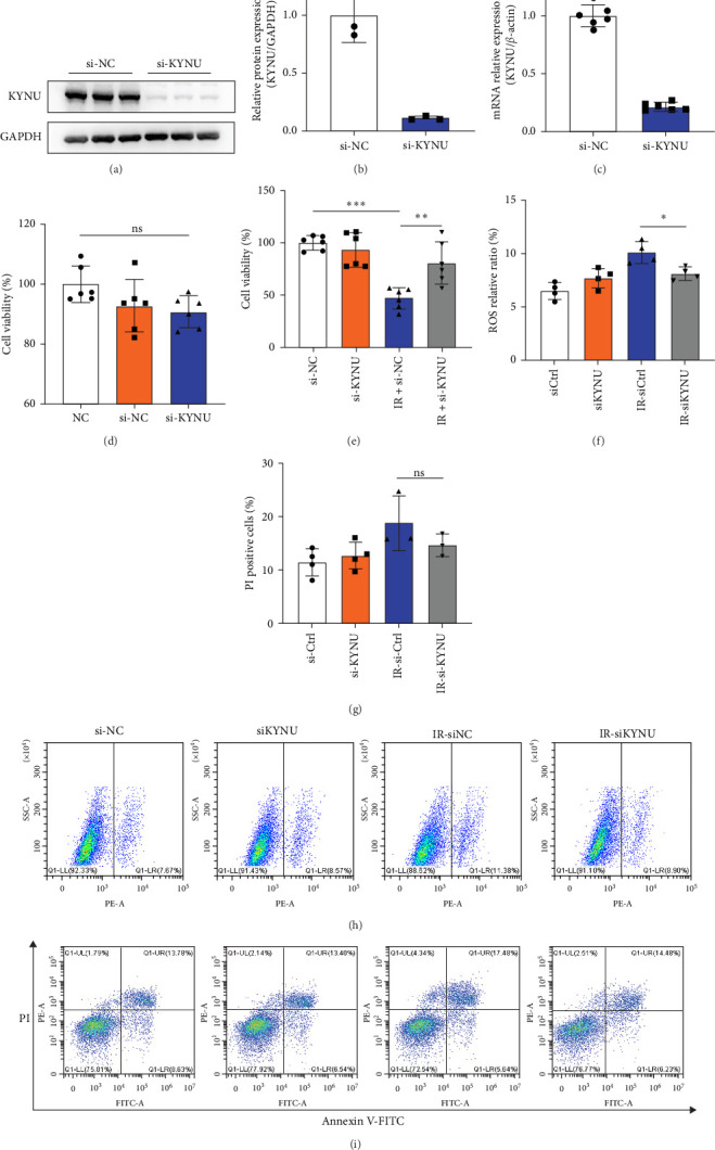 Targeting Kynureninase Attenuates Radiation-Induced Intestinal Injury via MAPK Signaling Suppression.