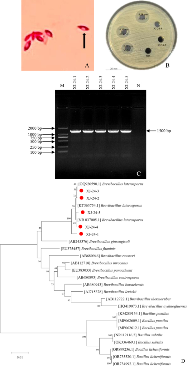 Antibacterial activity and genomic characterisation of a novel <i>Brevibacillus laterosporus</i> XJ-24-3 isolated from Xinjiang, China.