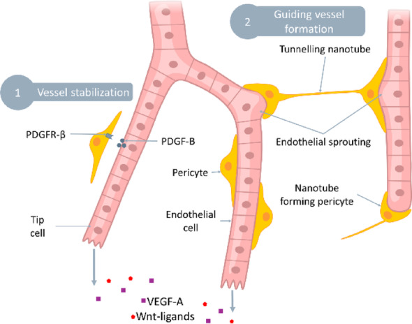 Eppur si muove: the dynamic brain pericyte.