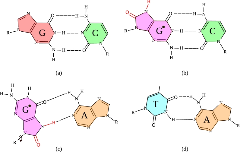 Beyond sequence: A physics-informed machine learning framework for predicting DNA mutations.