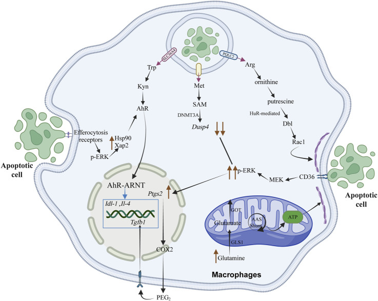 Metabolic reprogramming in efferocytosis.