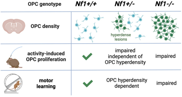 Current states in understanding oligodendroglia-mediated neurological issues in neurofibromatosis type 1 (NF1).