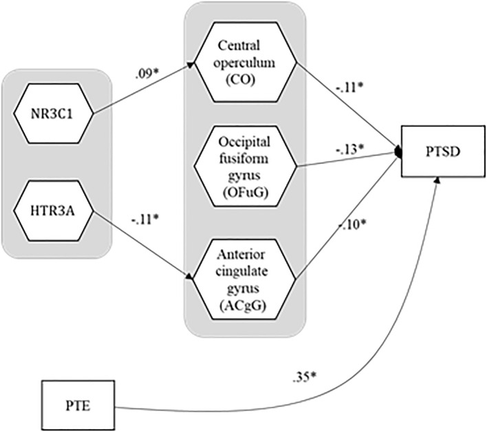 Influence of genetic polymorphism and trauma on cortical structures and PTSD severity: Imaging genetics generalized structured component analysis.