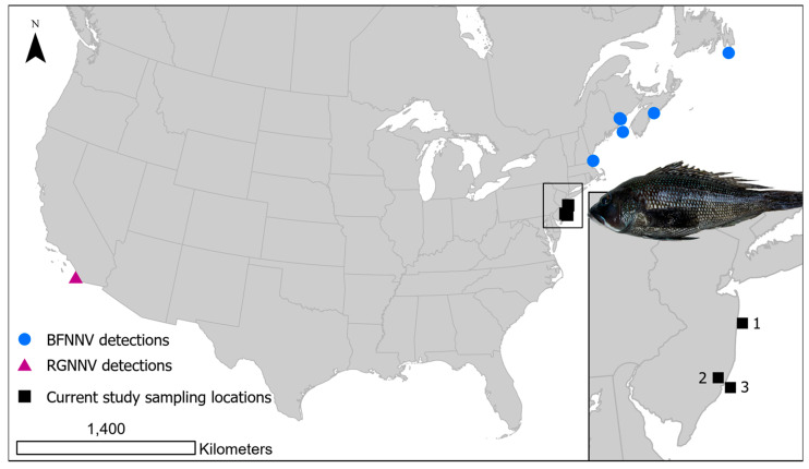 Detection and Genetic Characterization of Red-Spotted Grouper Nervous Necrosis Virus and a Novel Genotype of Nervous Necrosis Virus in Black Sea Bass from the U.S. Atlantic Coast.