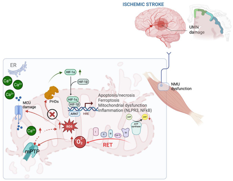 Harnessing Mitochondrial Function for Post-Stroke Rehabilitation: Unlocking Antioxidant Power.