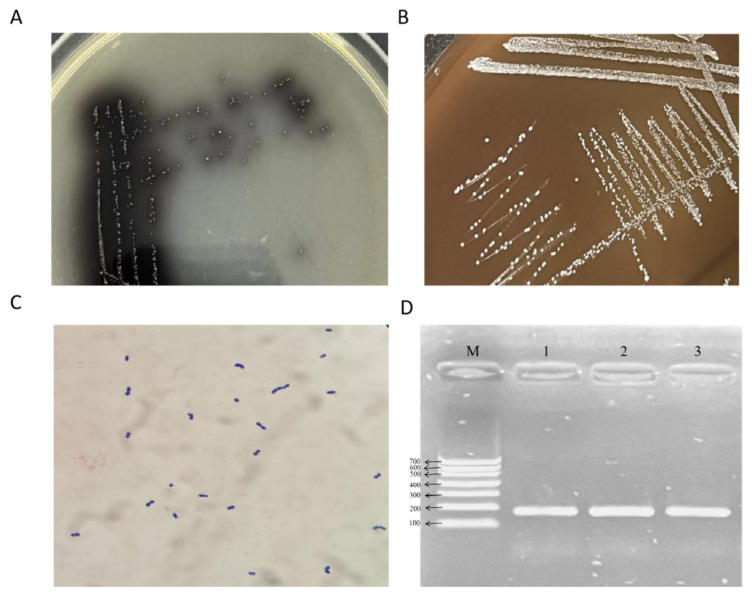 Isolation and Characterization of Vancomycin-Resistant <i>Enterococcus faecium</i> from Cattle: Antimicrobial Resistance, Virulence Genes, and Pathogenicity.