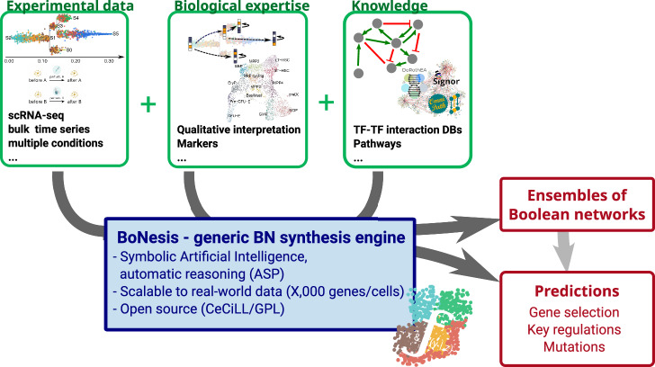 Data-driven inference of Boolean networks from transcriptomes to predict cellular differentiation and reprogramming.