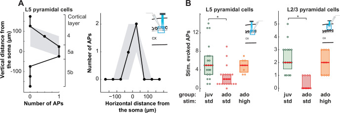 Sparse innervation and local heterogeneity in the vibrissal corticostriatal projection.