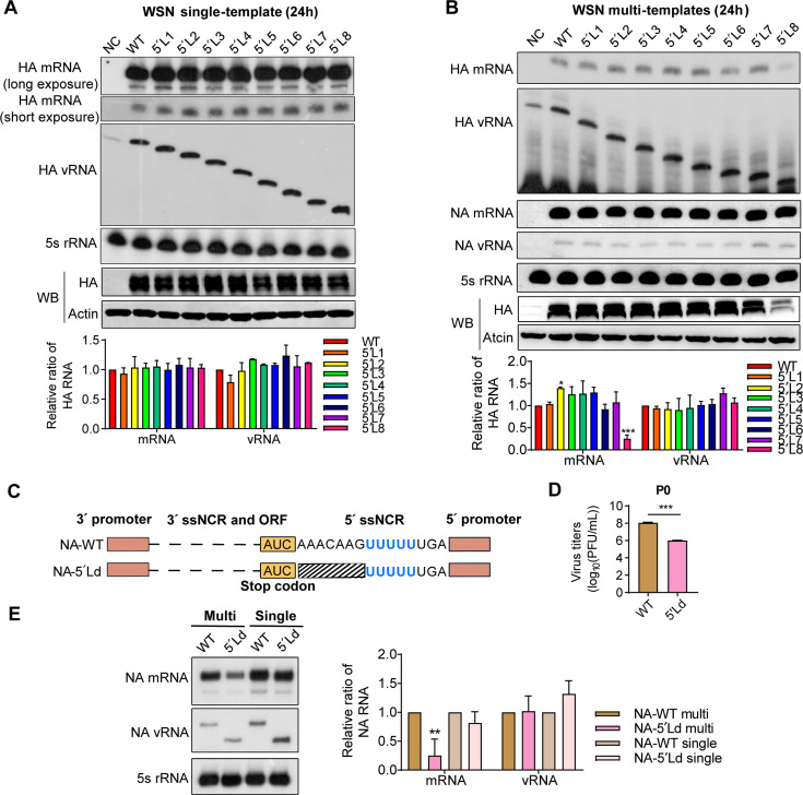 The 5'-end segment-specific noncoding region of influenza A virus regulates both competitive multi-segment RNA transcription and selective genome packaging during infection.