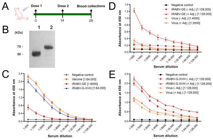 Immunogenicity and Antigenicity of the Recombinant Ectodomain of Rabies Virus Glycoprotein Containing the Human Collagen XVIII Trimerization Domain.