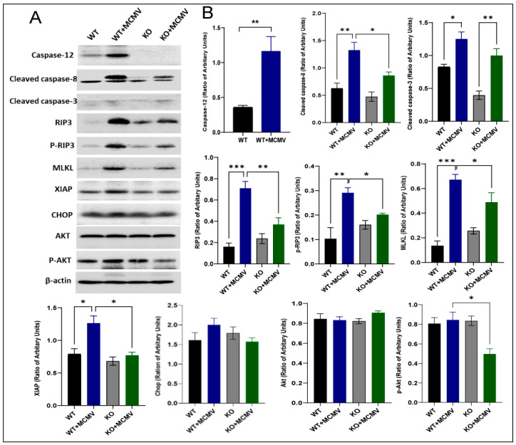 Depletion of Caspase-12 Alleviates Retinal Degeneration in Aged BALB/c Mice Following Systemic Neonatal Infection by Murine Cytomegalovirus (MCMV).