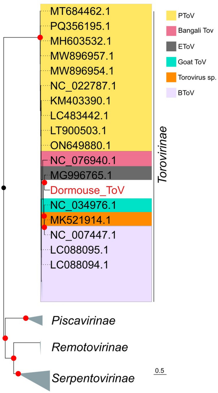 Rodents as potential reservoirs for toroviruses.