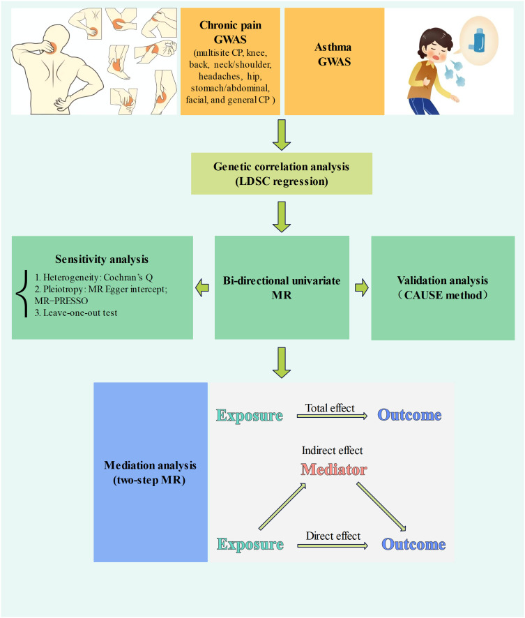 Immune Cells Mediate the Causal Pathway Linking Multisite Chronic Pain to Asthma: A Mediation Mendelian Randomization Study.