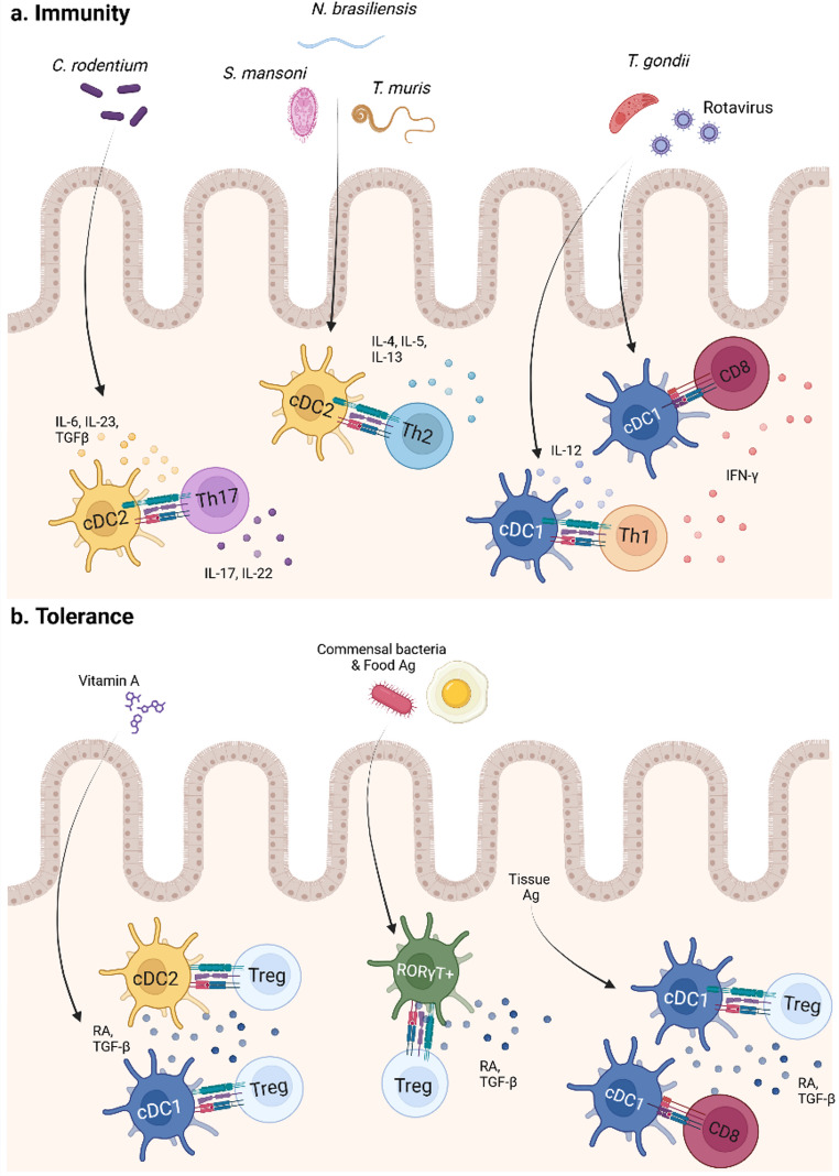 Crosstalk between the microbiota and intestinal dendritic cells in IBD.
