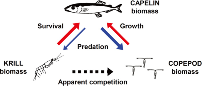 Effects and biological consequences of the predator-mediated apparent competition I: ODE models.