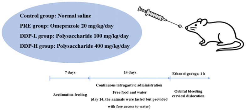 Anti-Inflammatory and Antioxidant Effects of Crude Polysaccharides from <i>Dendrobium denneanum</i> (A Genuine Medicinal Herb of Sichuan) on Acute Gastric Ulcer Model in Rats.