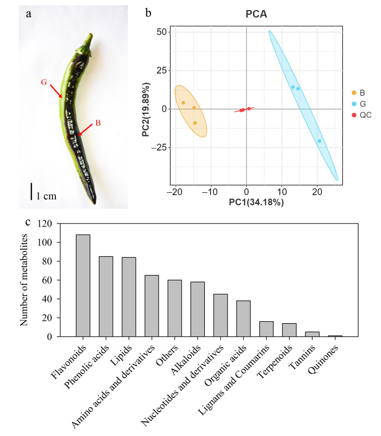Metabolome and Transcriptome Analyses of the Molecular Mechanism Underlying Light-Induced Anthocyanin Accumulation in Pepper (<i>Capsicum annuum</i> L.) Peel.