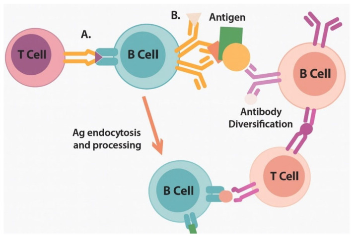 Engineering Universal Cancer Immunity: Non-Tumor-Specific mRNA Vaccines Trigger Epitope Spreading in Cold Tumors.