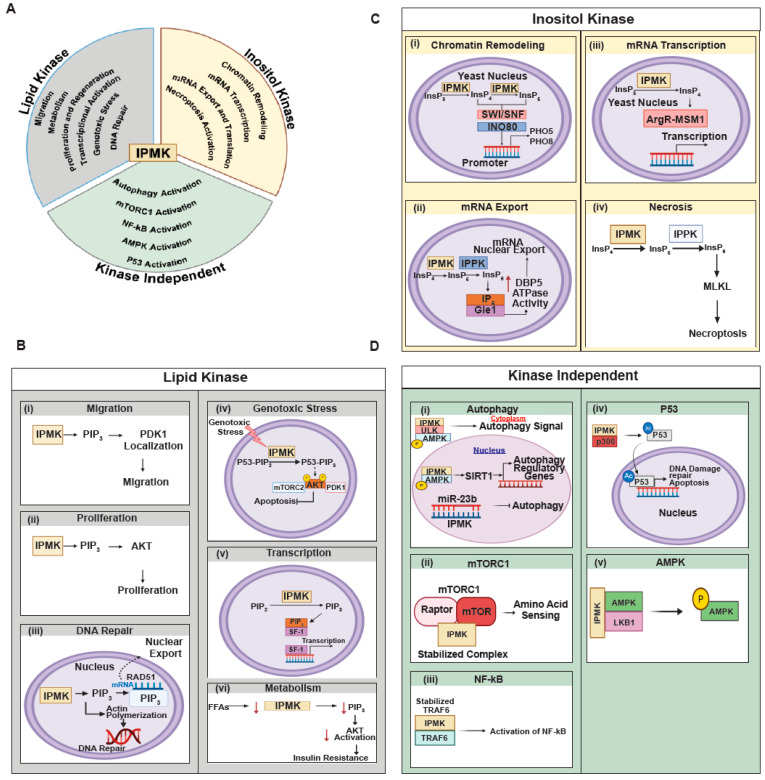 From Obscurity to Prominence: IPMK's Expanding Role in Cellular Signaling, Physiology, and Disease.