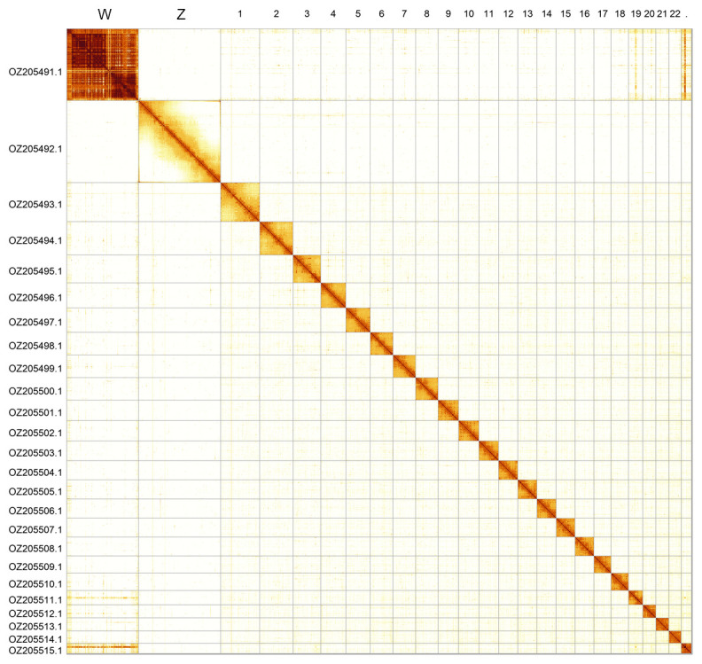 The genome sequence of the Orange Beauty, <i>Commophila aeneana</i> (Hübner, 1799-1800) (Lepidoptera: Tortricidae).