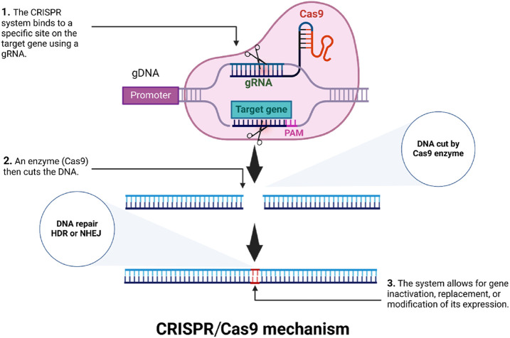 CRISPR activation: identifying and using novel genes for plant disease resistance breeding.