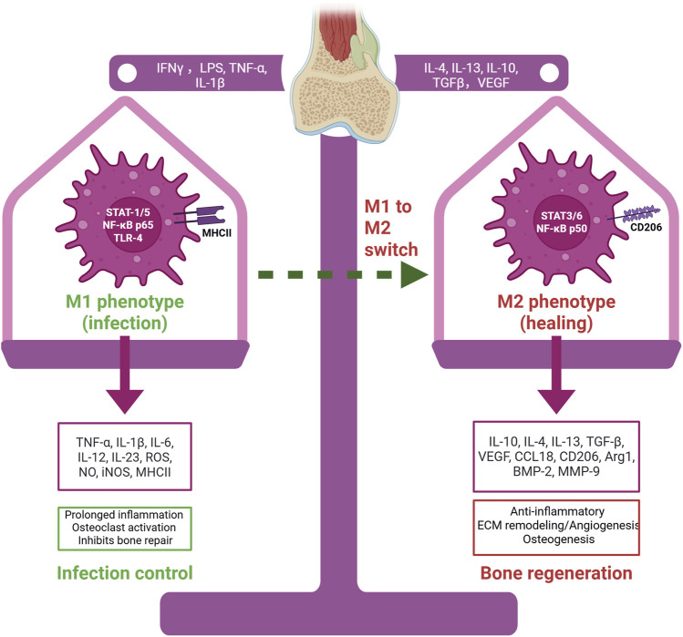 From macrophage polarization to clinical translation: immunomodulatory hydrogels for infection-associated bone regeneration.