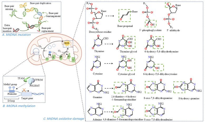Mitochondrial DNA Dysfunction in Cardiovascular Diseases: A Novel Therapeutic Target.