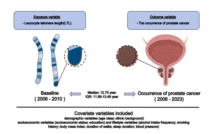 Phenotypic and genetically predicted leukocyte telomere length and prostate cancer risk: results from a large-scale longitudinal cohort study.