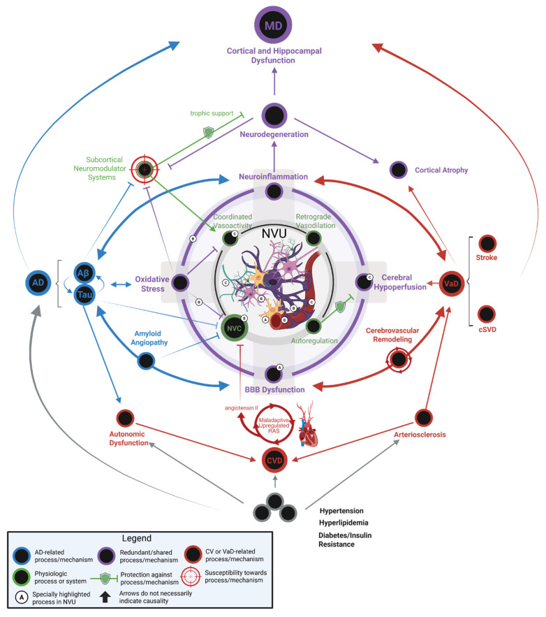 The pathophysiology of mixed Alzheimer's disease and vascular dementia.