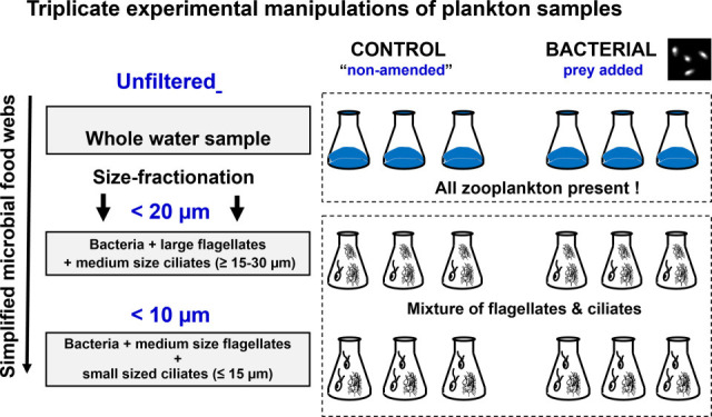 Morphological and molecular analyses of season-specific responses of freshwater ciliate communities to top-down and bottom-up experimental manipulations.