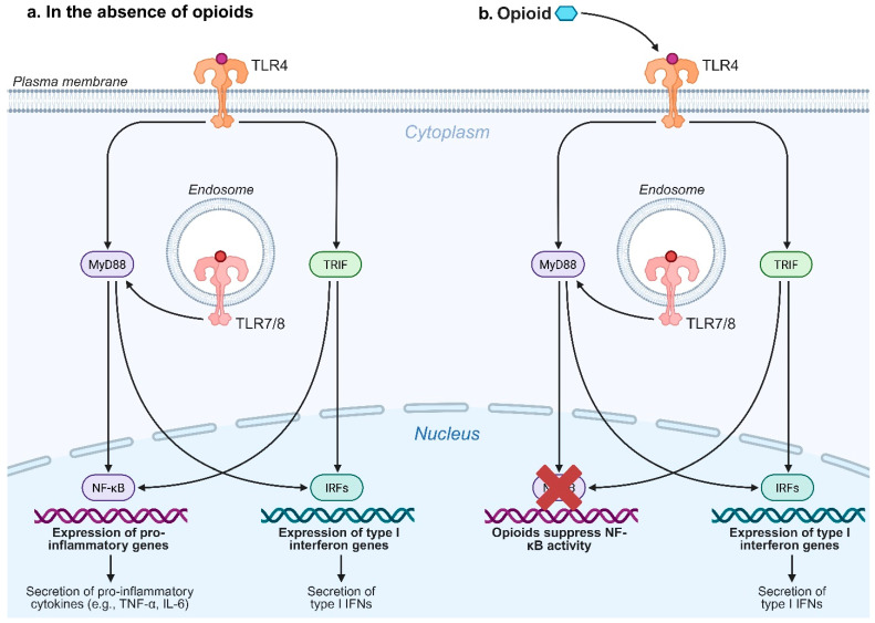 Precision Adjuvant Strategies in Vaccine Development for Substance Use Disorders: Variability and Mechanistic Insights.