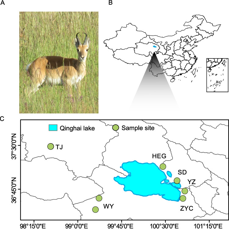 Population and Spatial Features Impact the Gut Phageome-Bacteriome Structure and Interactions in a Mammal Species Living in Fragmented Habitats.
